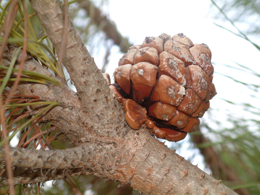 Campanha de apanha da Pinha